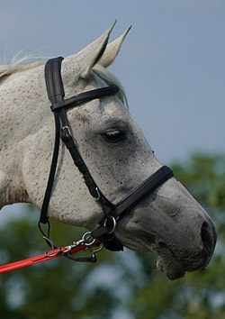 bitless-bridle.jpg