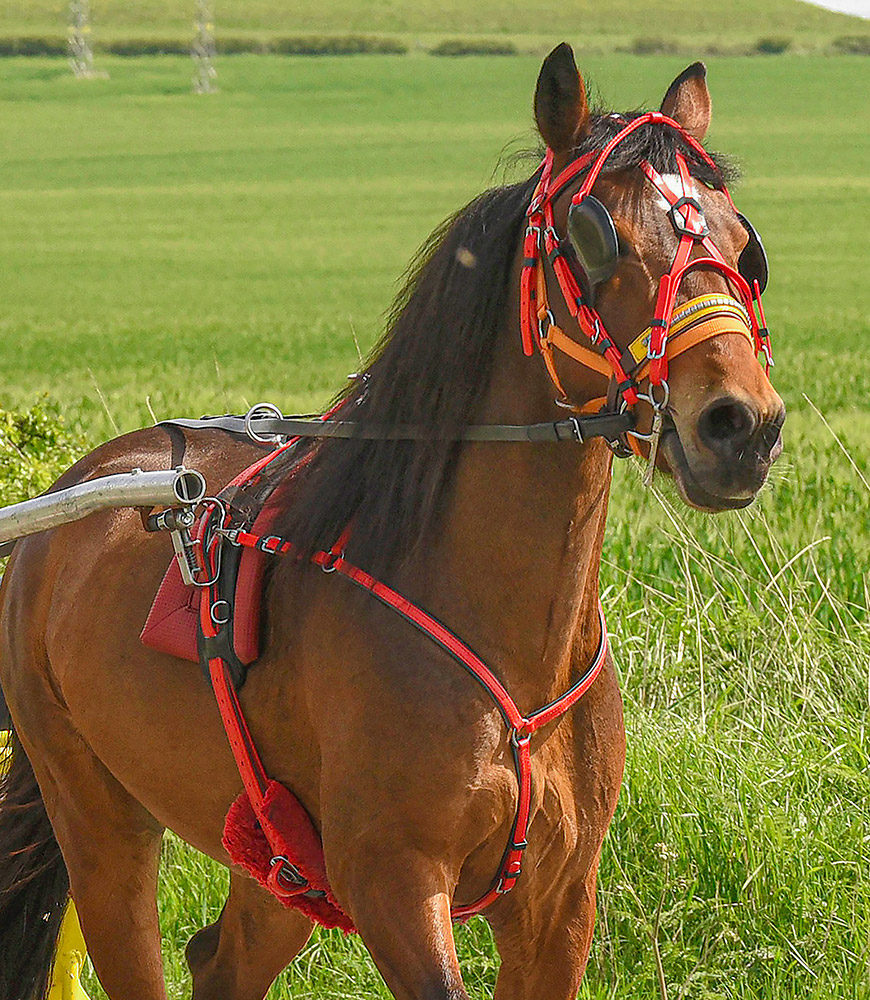 Zilco Europe Pony Trot Quick Hitch Harness Set Royal